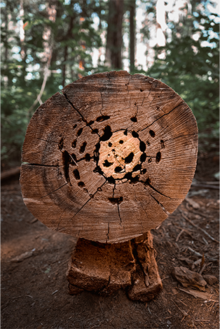 skull in tree trunk